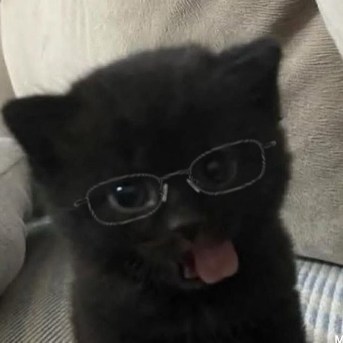 cats 🐈 tweet media