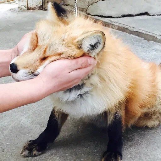 🍁 𝓣𝓱𝓮 𝓕𝓸𝔁 𝓛𝓲𝓯𝓮 🌾🦊 tweet media