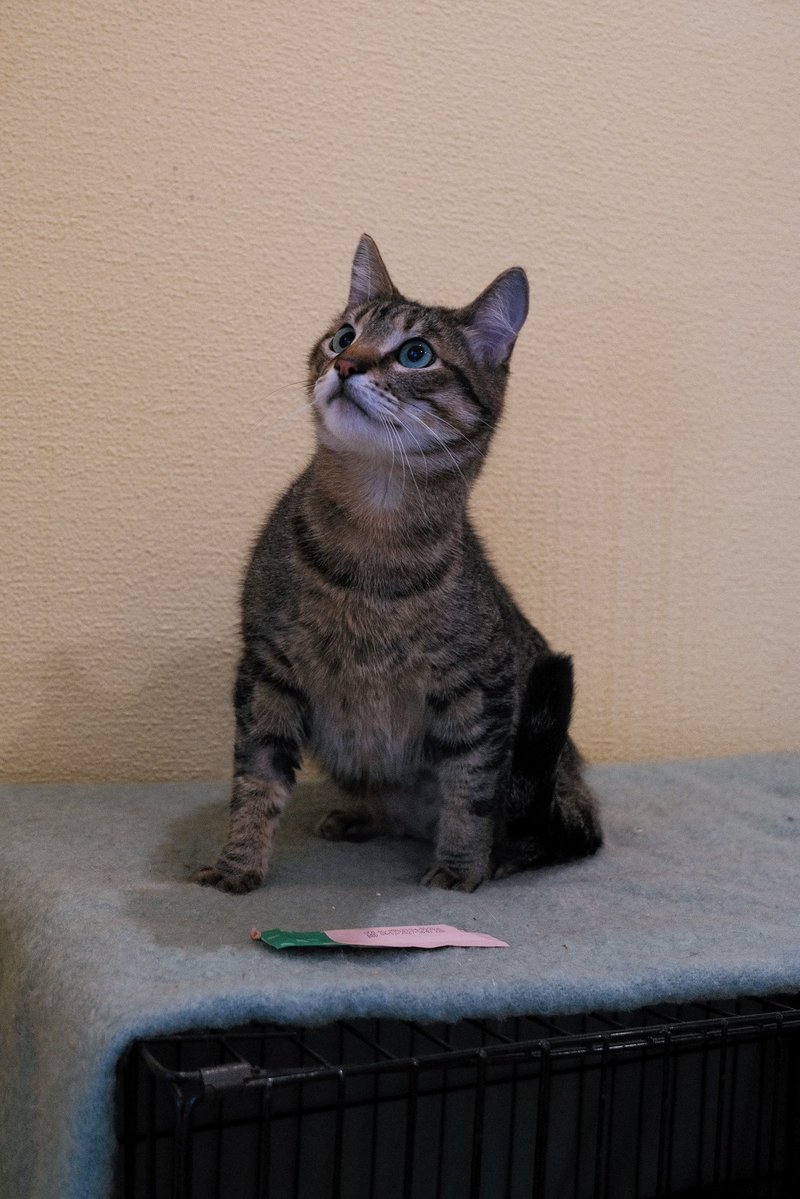 Мої власники загинули. Тепер я опинився в притулку, де не хотів би тусуватись дуже довго.
Мене звати Арчі і мені 4 рочки. Та виглядаю я на 2, правда?🥹
Перший день в притулку я на всіх гарчав, але це швиденько пройшло і я поняв які тут всі хороші. Тепер коли хтось заходить, я