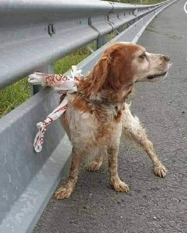 Tweets of Dogs tweet media