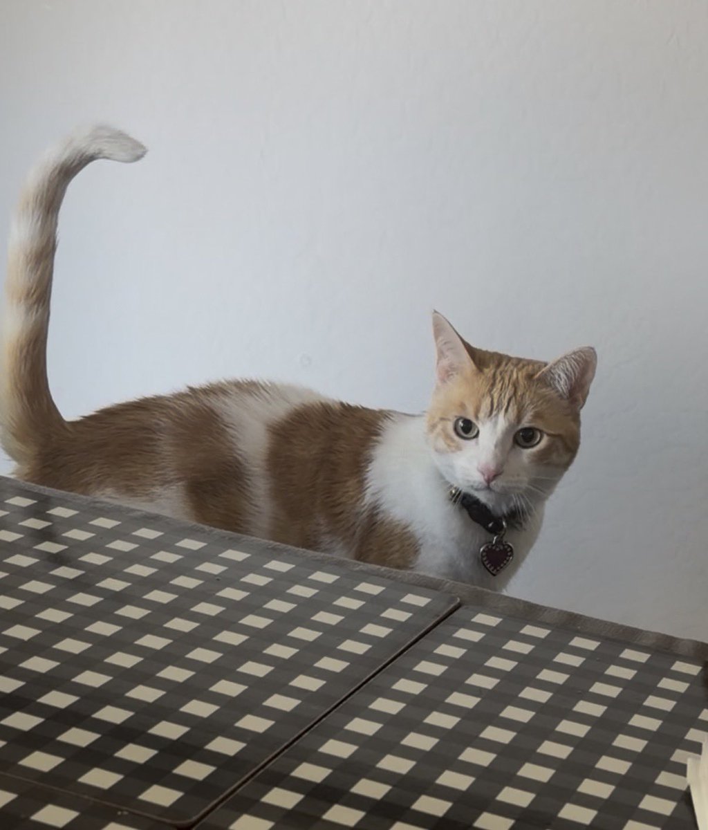 niki 🍡🩵 tweet media