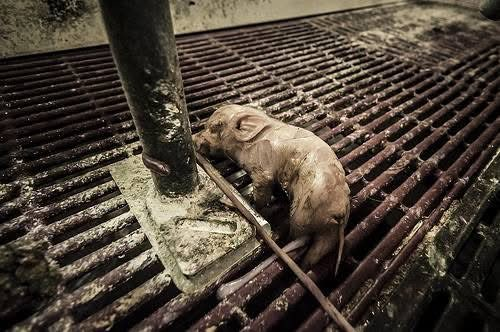 Why Aren't You Vegan? tweet media