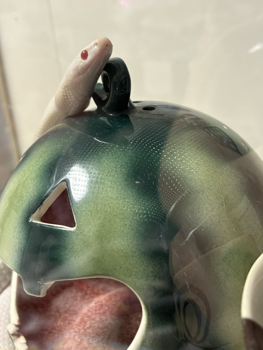 へびも庵のへびたち tweet media