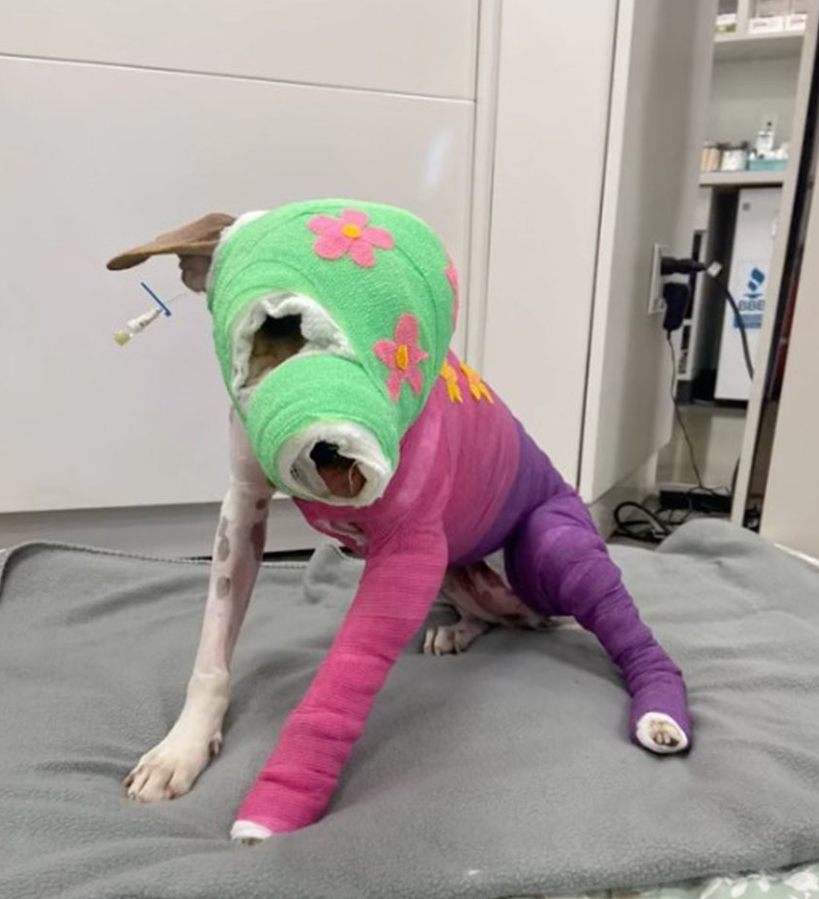 Best in Dogs tweet media