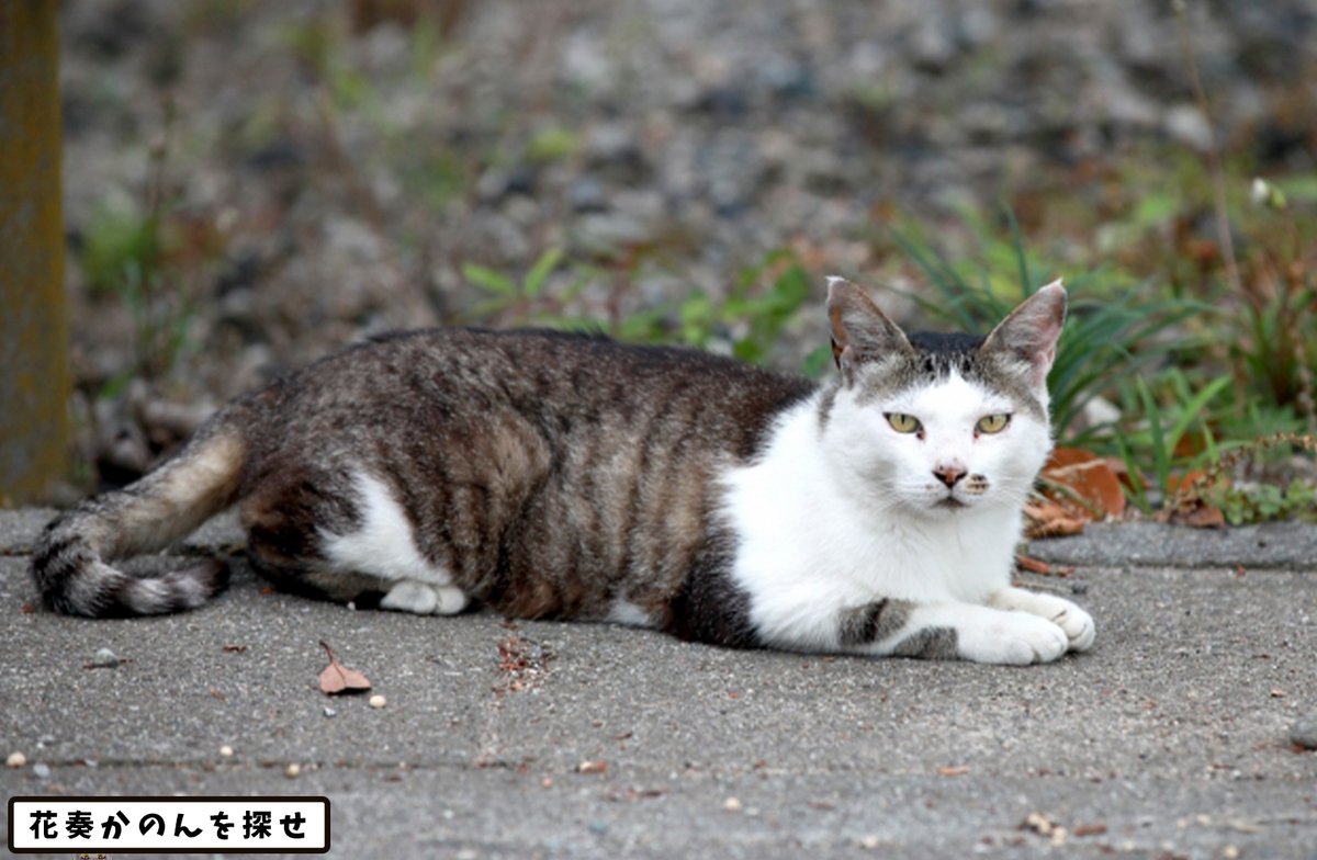 花奏かのん🍦ななしいんく/ベーシストVtuber tweet media