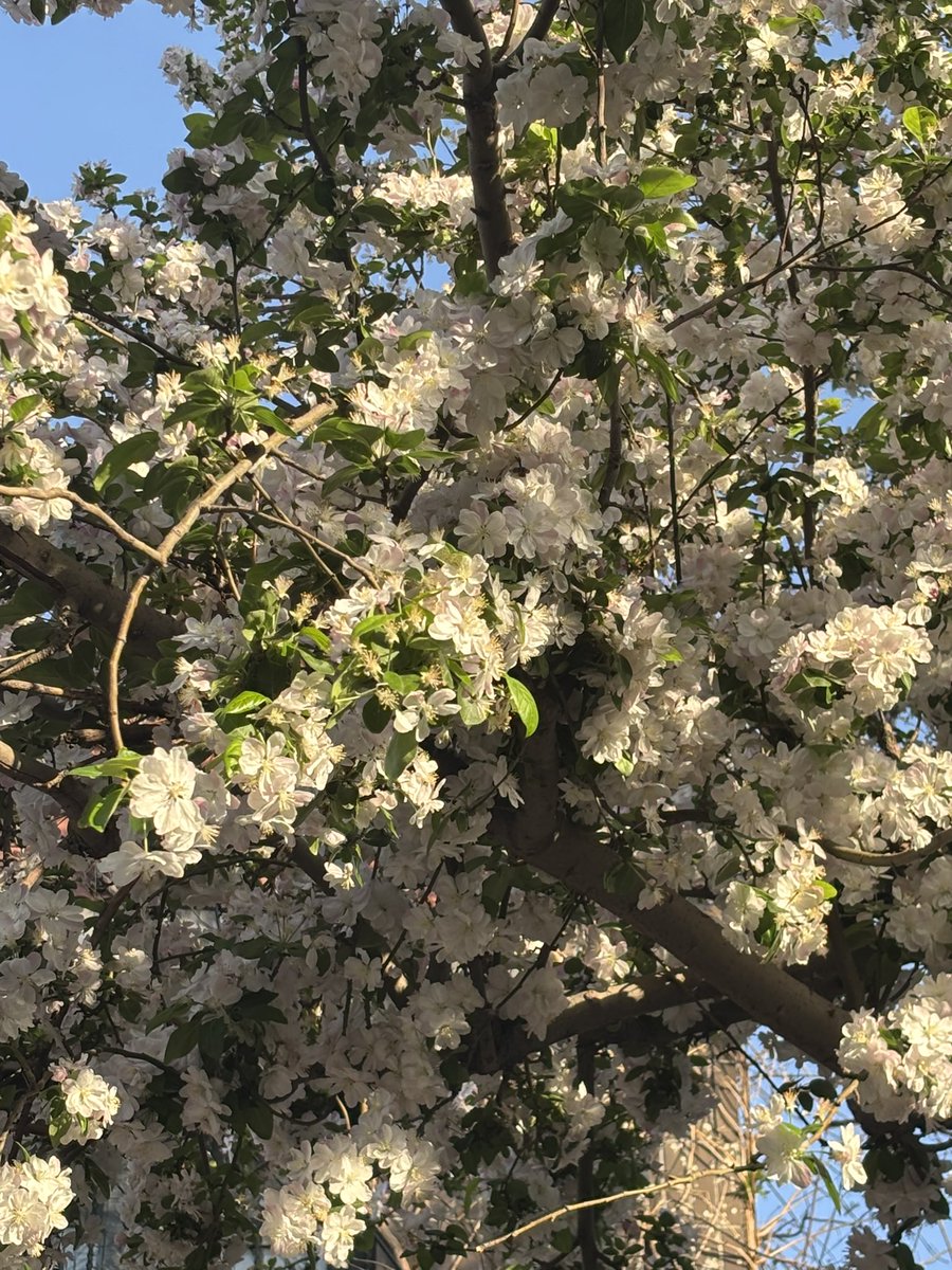 听岛屿 tweet media