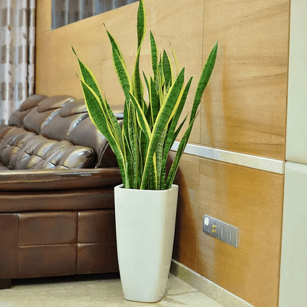 nae1116's tweet image. " Love your snake plant Here’s a quick win: Water only when the soil is completely dry (1-2 weeks apart!). It hates soggy roots—thrives on neglect. Perfect for busy plant parents!  #PlantCare #SnakePlant #LowMaintenance"