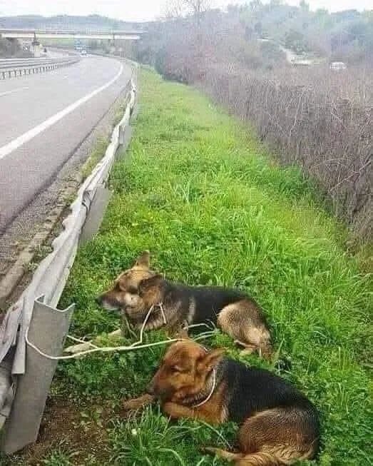 Guadalupe Ramirez tweet media