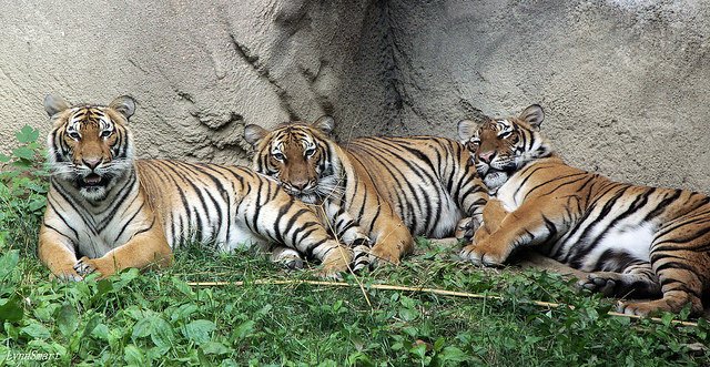 CincinnatiZoo's tweet image. Happy #Caturday! Through AZA’s Species Survival Plans, guided by the Feline Taxon Advisory Group, experts carefully manage zoo cat populations to protect genetic diversity and prevent extinction. cincinnatizoo.org/the-purr-fect-…