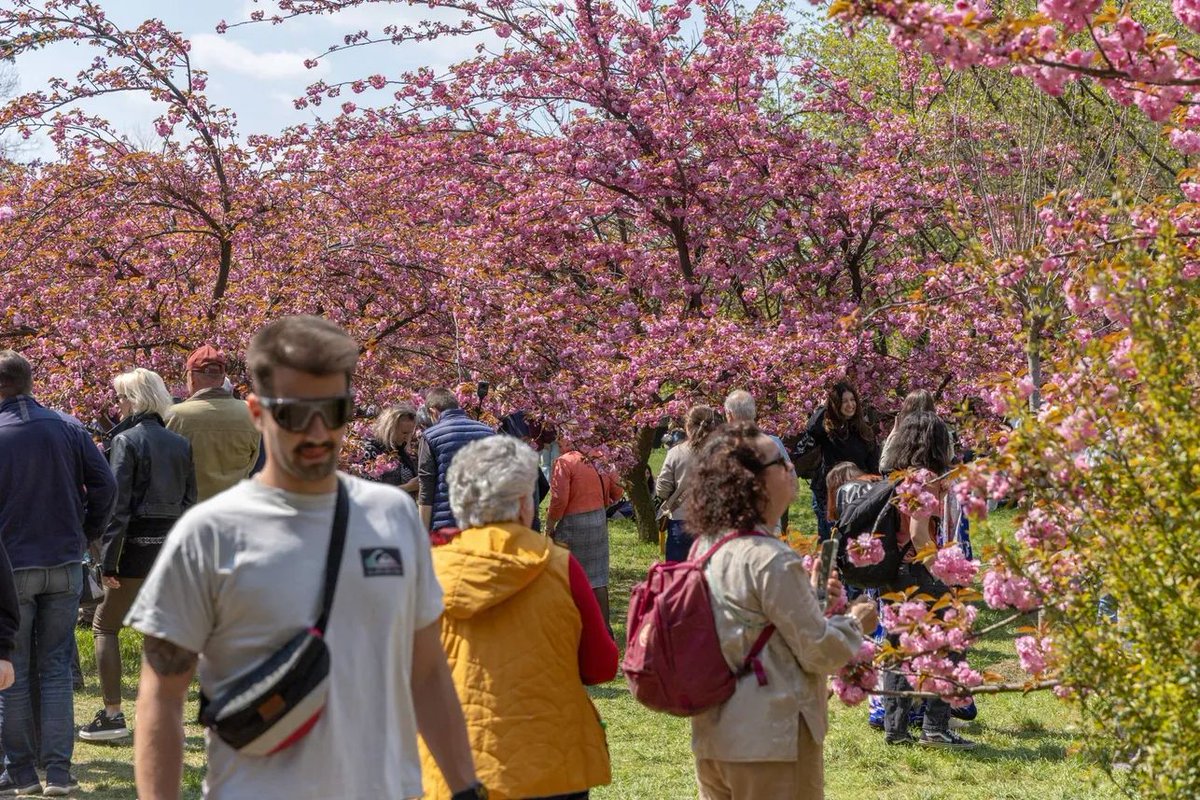 Travel_2Romania's tweet image. 50000 vizitatori azi,la Grădina Japoneză💓
Aducem peisagist din Japonia să amenajeze Grădina Japoneză din Parcul Herăstrău!🌸promisiunea făcută de primarul general @CiucuCiprian la ceremonia de deschidere #Hanami,în prezența ambasadorului Japoniei la #București ES #TakahiKatae 🇯🇵