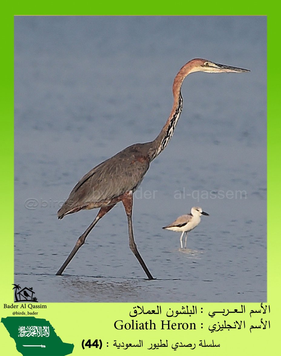 الاسم

البلشون العملاق 

Goliath Heron

Ardea goliath

الحالة : مهاجر 

الموقع : القنفذة 

#السعودية #طيور_السعودية  
#birds #تصويري #saudi_birds #طيور #هشتاق_السعودية  #Ardeagoliath  

#المركز_الوطني_لتنمية_الحياة_الفطرية