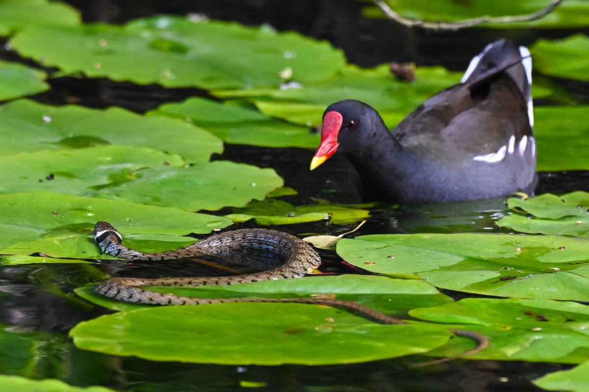 CactusFrankS's tweet image. Something new for me today: Grass snake vs Moorhen at @forestfarmuk! All the chicks were unharmed...
#birdwatching #reptiles #snakes