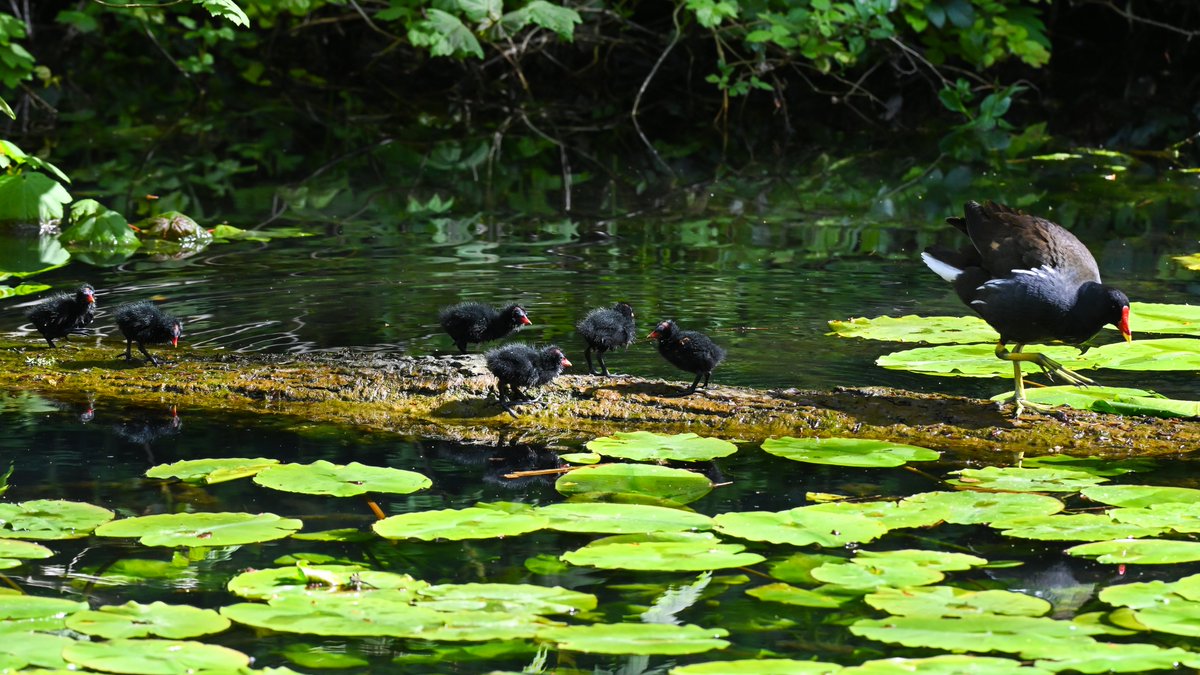 CactusFrankS's tweet image. Something new for me today: Grass snake vs Moorhen at @forestfarmuk! All the chicks were unharmed...
#birdwatching #reptiles #snakes