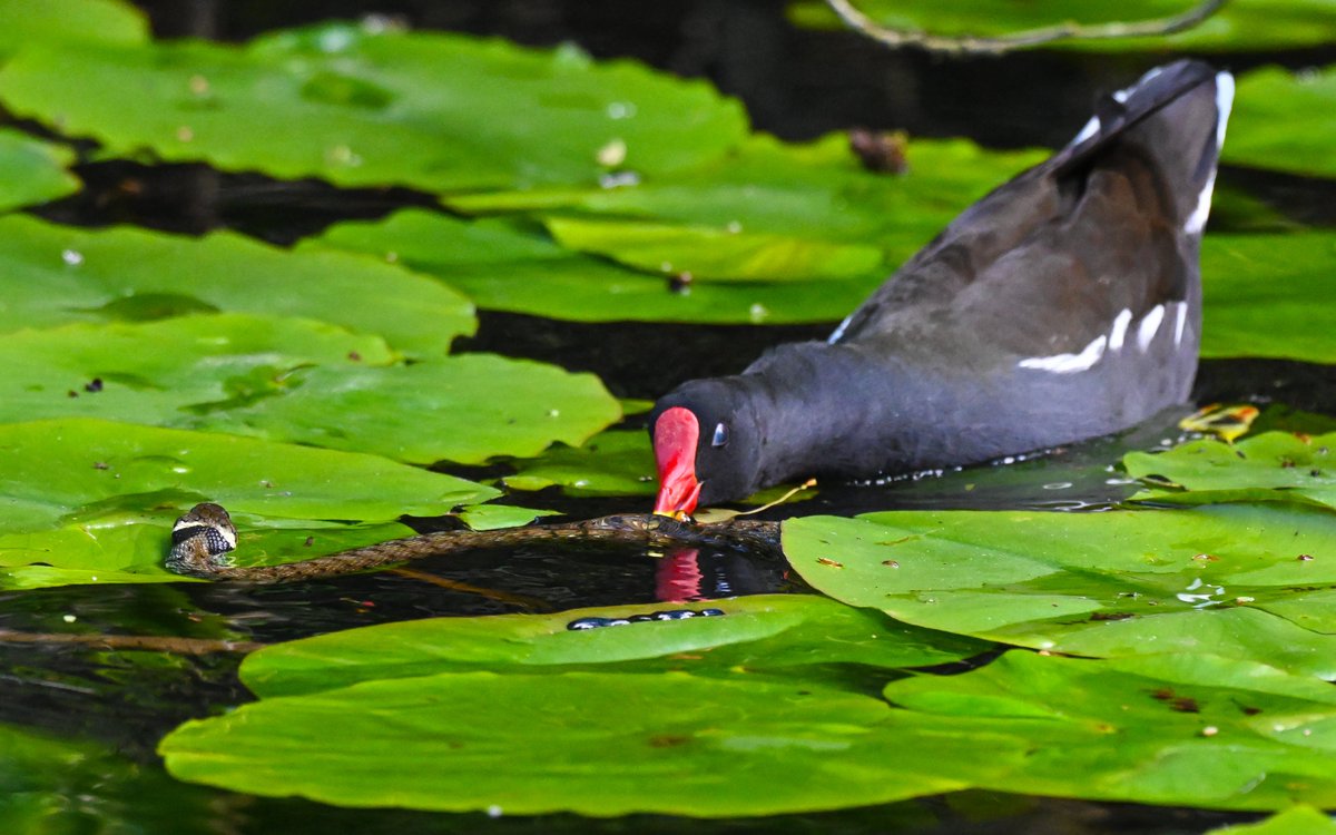 CactusFrankS's tweet image. Something new for me today: Grass snake vs Moorhen at @forestfarmuk! All the chicks were unharmed...
#birdwatching #reptiles #snakes
