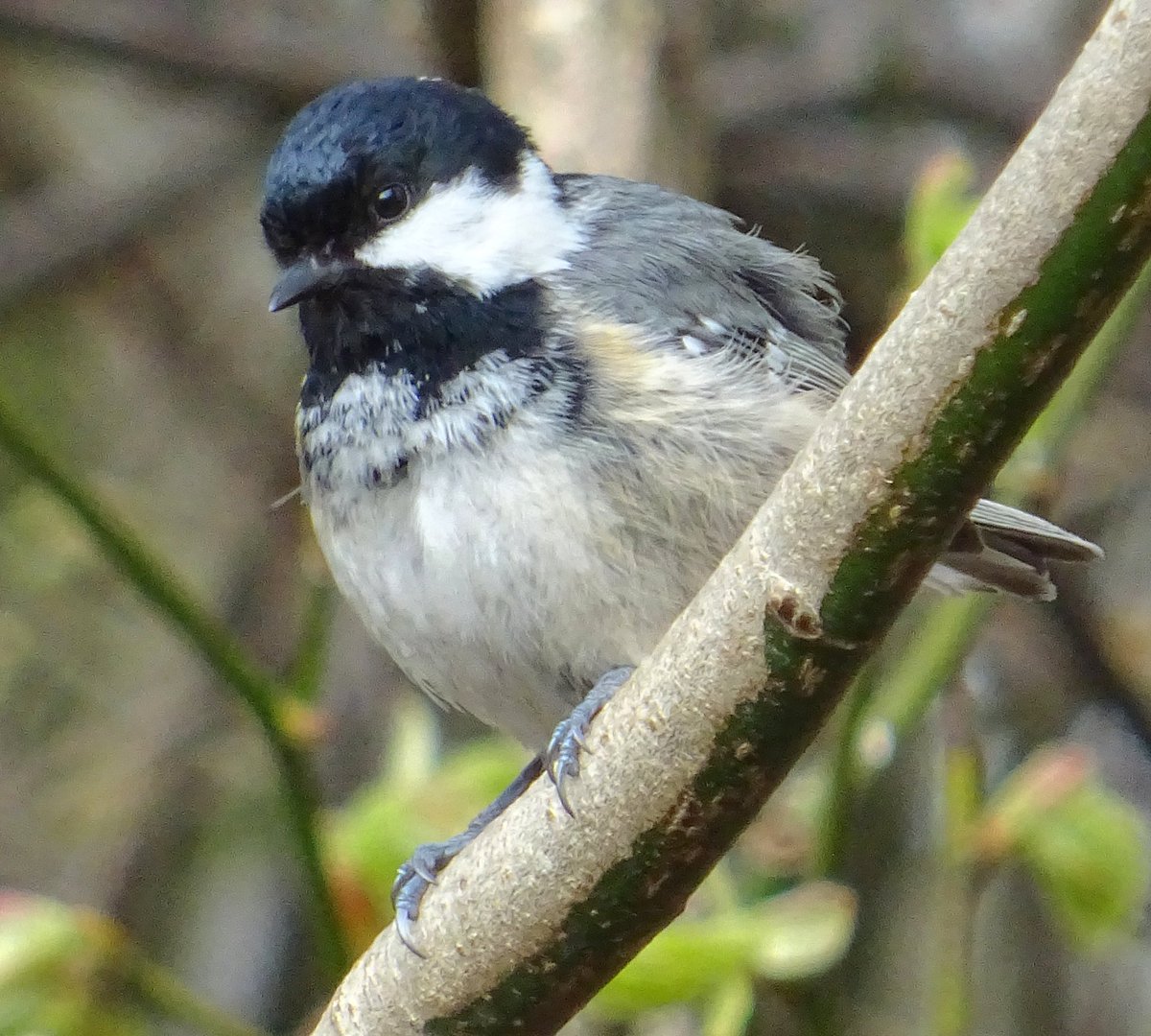 niaga_hijau's tweet image. Trees are getting leafy 🍃
Birds are getting more chirpy..
Even though there's a chill in the air.
Cute #Coaltit (Periparus ater)
Fluffed up to keep warm..
Looking larger than life. 😊
#nature #birds #photography
#birdwatching #birdphotography
#naturelovers #birdtonic .. 💫🩶🕊