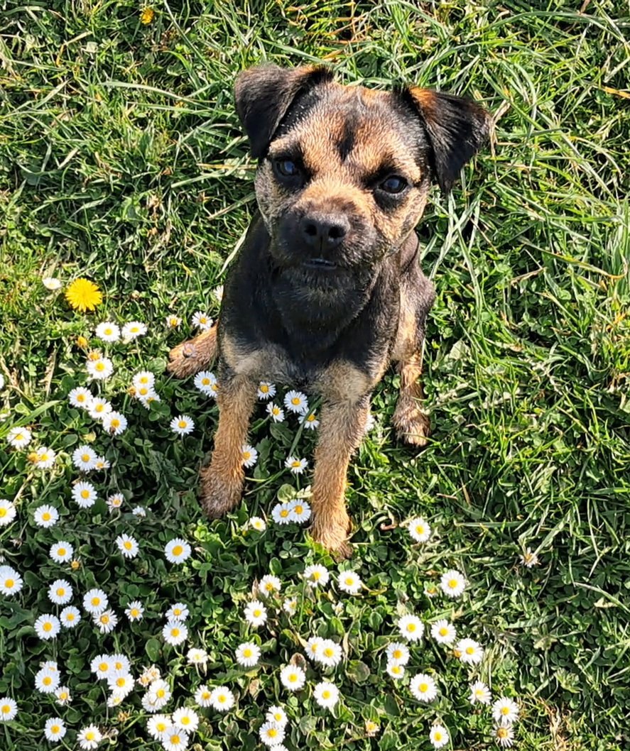 PEGGY🌈 NELLY AND BERTIE xxx tweet media