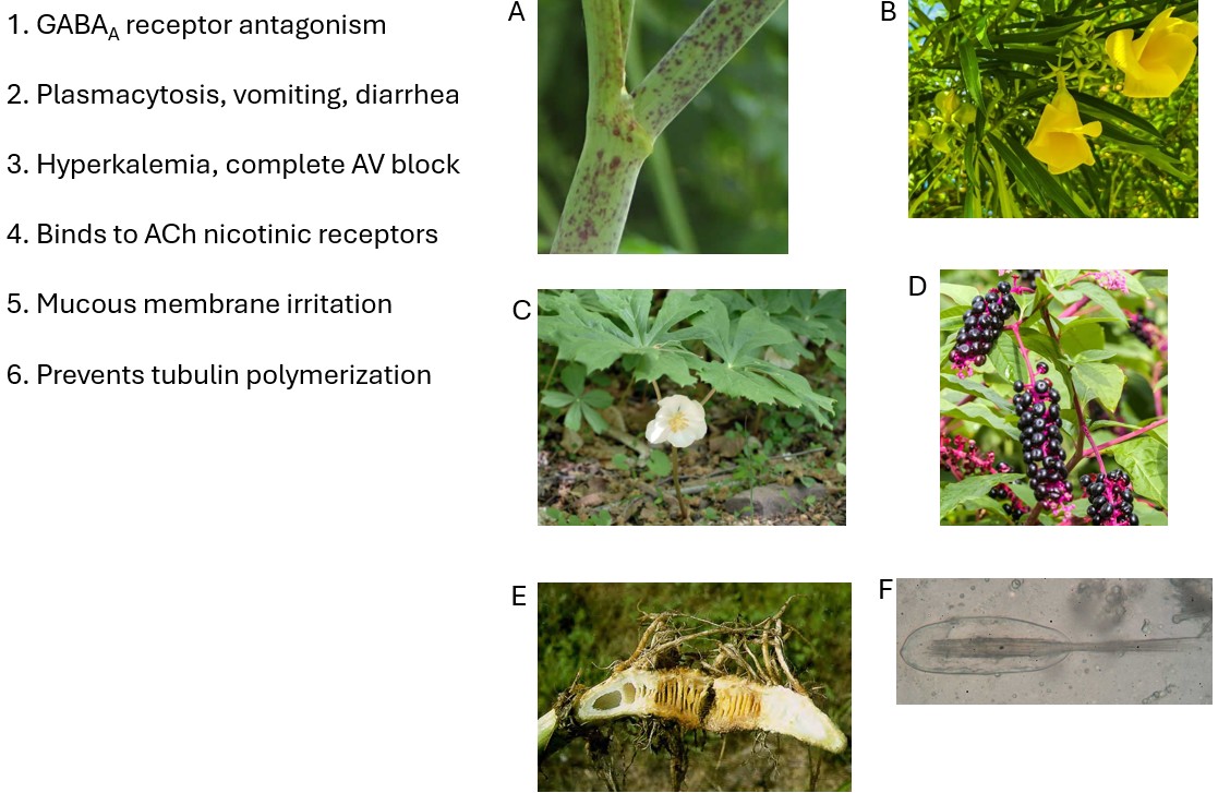 SteveCurryMD's tweet image. MedTox Fellows – simple plant quiz board review. Match letters to numbers so that each letter is used only once.