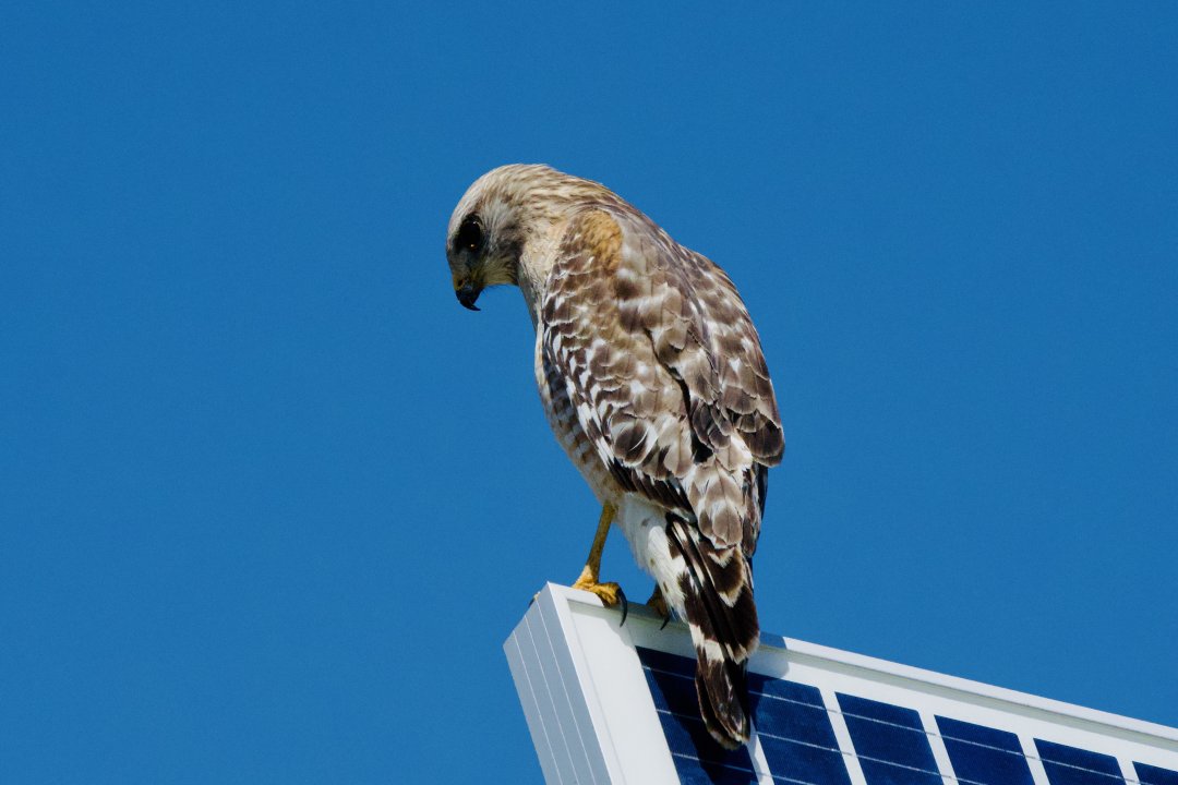 gbdjhkele's tweet image. Non-stop shooting in Miami #miami #birding #photography