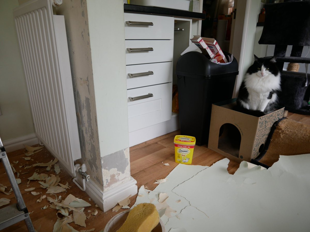 paulshaw's tweet image. Discovered half kitchen is painted wallpaper &amp;amp; half is painted walls. No idea why, but suppose it makes job only half as bad. Wallpaper stops on rhs of arch, so will patch this &amp;amp; leave underneath of arch alone - scared of what'll be under there. #diy #decorating #bailey #cat