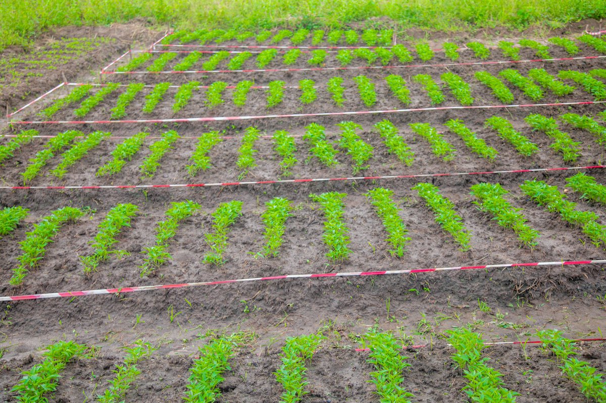 YEAN - Agriculture Extension & Advisory Services tweet media