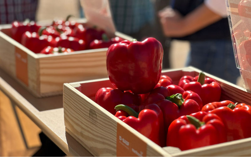 Portagrano's tweet image. 📢Kostantine F1 no se para y sigue elevando su rendimiento comercial
portagrano.eu/2026/04/kostan…

Es el #pimiento california rojo de #BASFNunhems indicado para el ciclo de la #regióndeMurcia

#semillas #seeds #pepper