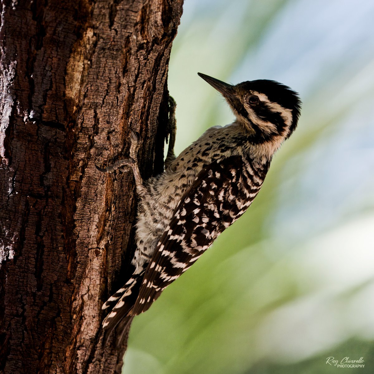 raychiarello's tweet image. Ladder-backed Woodpecker in my backyard yesterday.
#Birds #MyBirdPic #Birding #BackyardBirding #BirdTwitter #ElPaso #Texas