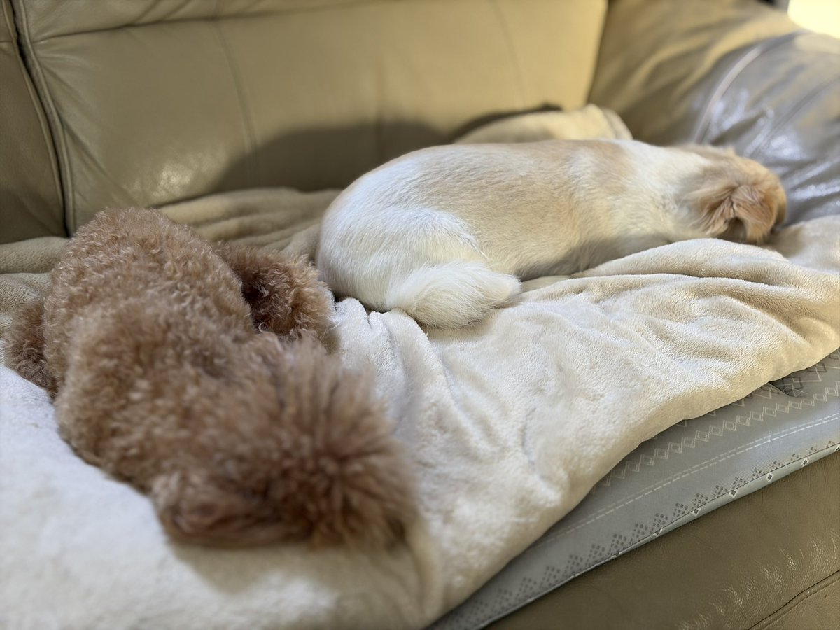 SFC代表 tweet media