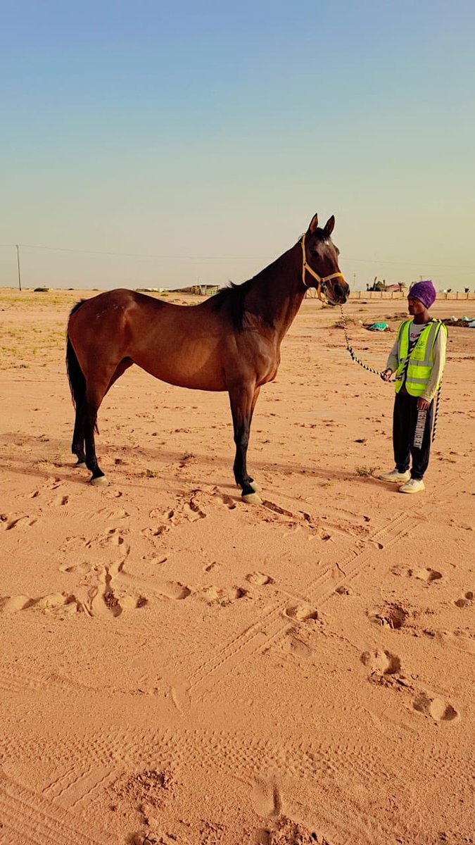 مزاد(أبوعبيد) للخيول tweet media