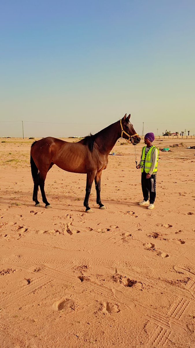 مزاد(أبوعبيد) للخيول tweet media