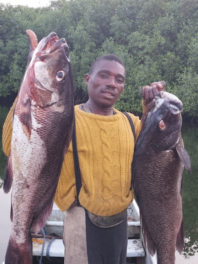 Gabonews tweet media