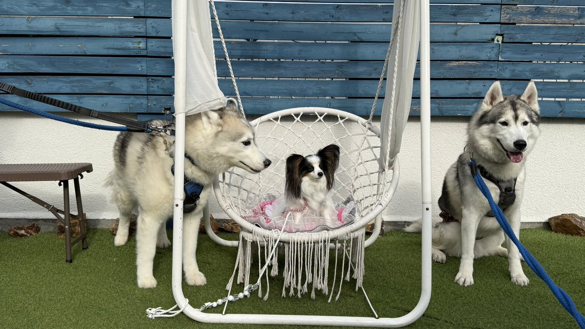 シークレットサービスでボディーガードをやといましたの、ほほほ

fumi <a href="/arshaarsha/">fumi</a> さんちのハスキー、
オーク君ハク君兄弟に会ってきました😆💕