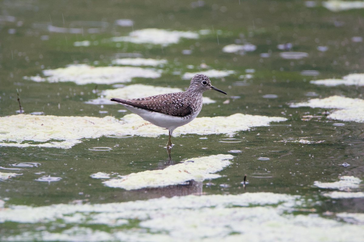 Shorebirds are so cute but they are also the bane of my existence, ID-wise lol

Greater Yellowlegs, Spotted Sandpiper, and Solitary Sandpiper