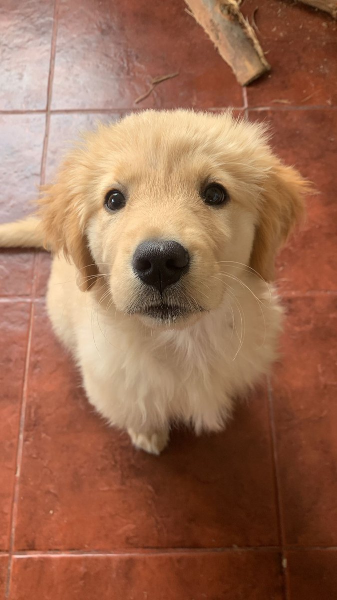 nico lvs ken !! tweet media