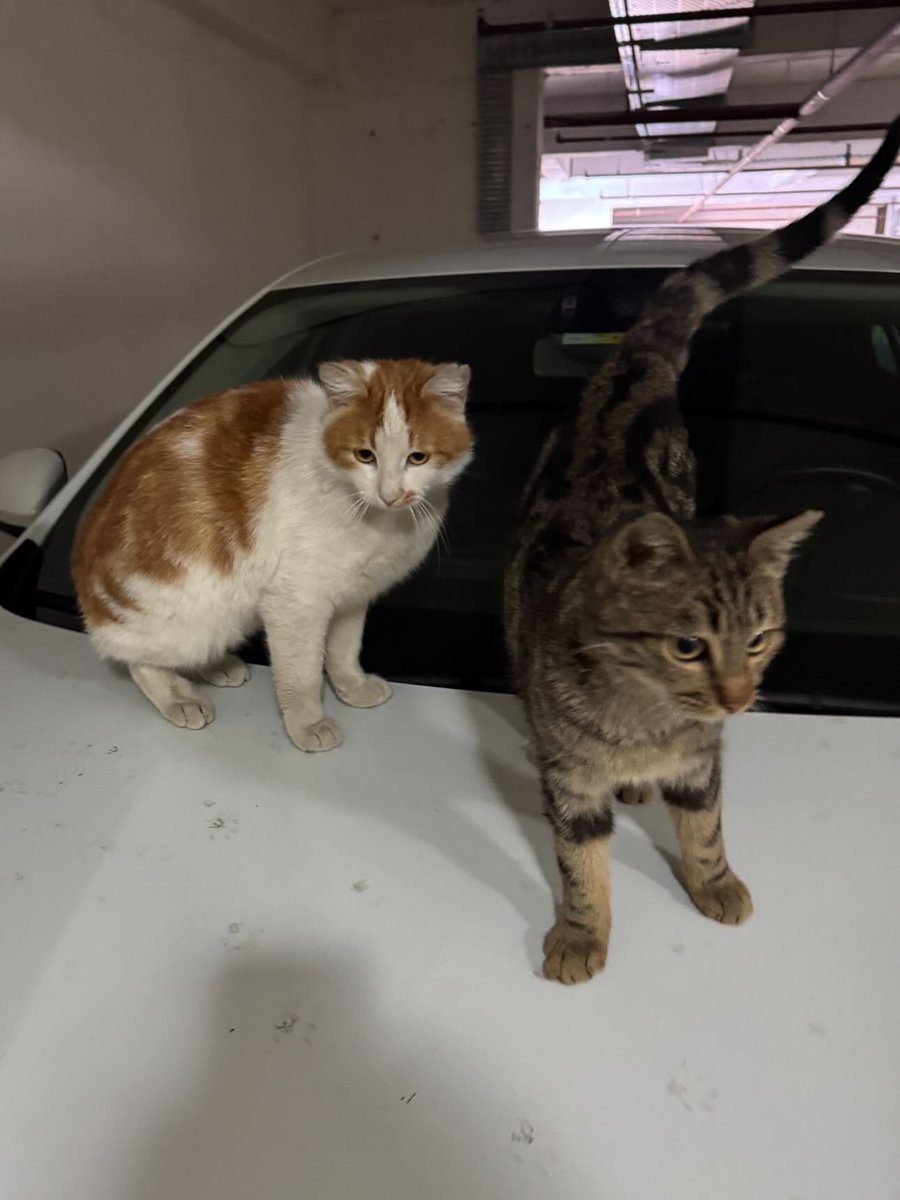 Zülal Kutluer tweet media