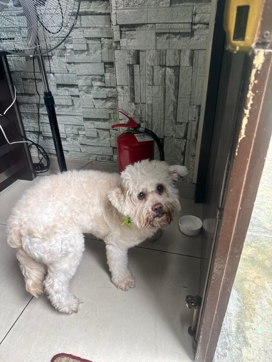🐶 El animal llevaba una cinta amarilla en el cuello, lo que podría ayudar a su identificación.

Más detalles en esta nota: tinyurl.com/4x5ukhfc