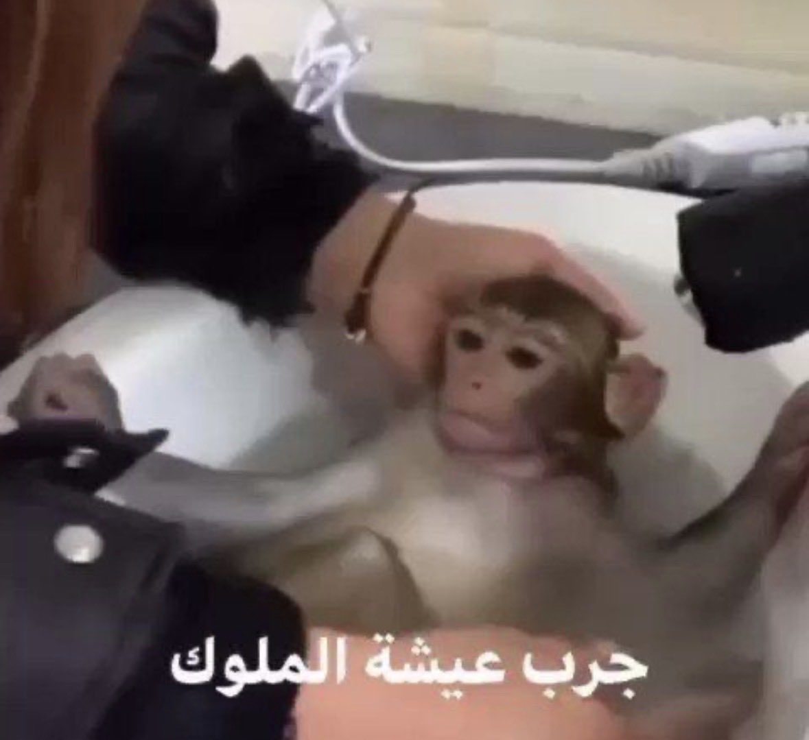 سلطان tweet media