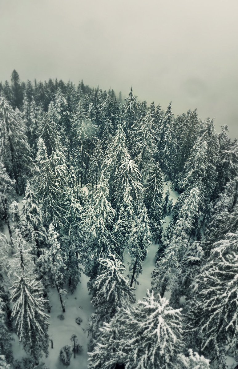 TrishJewison's tweet image. #Vancouver ❄️ 2017