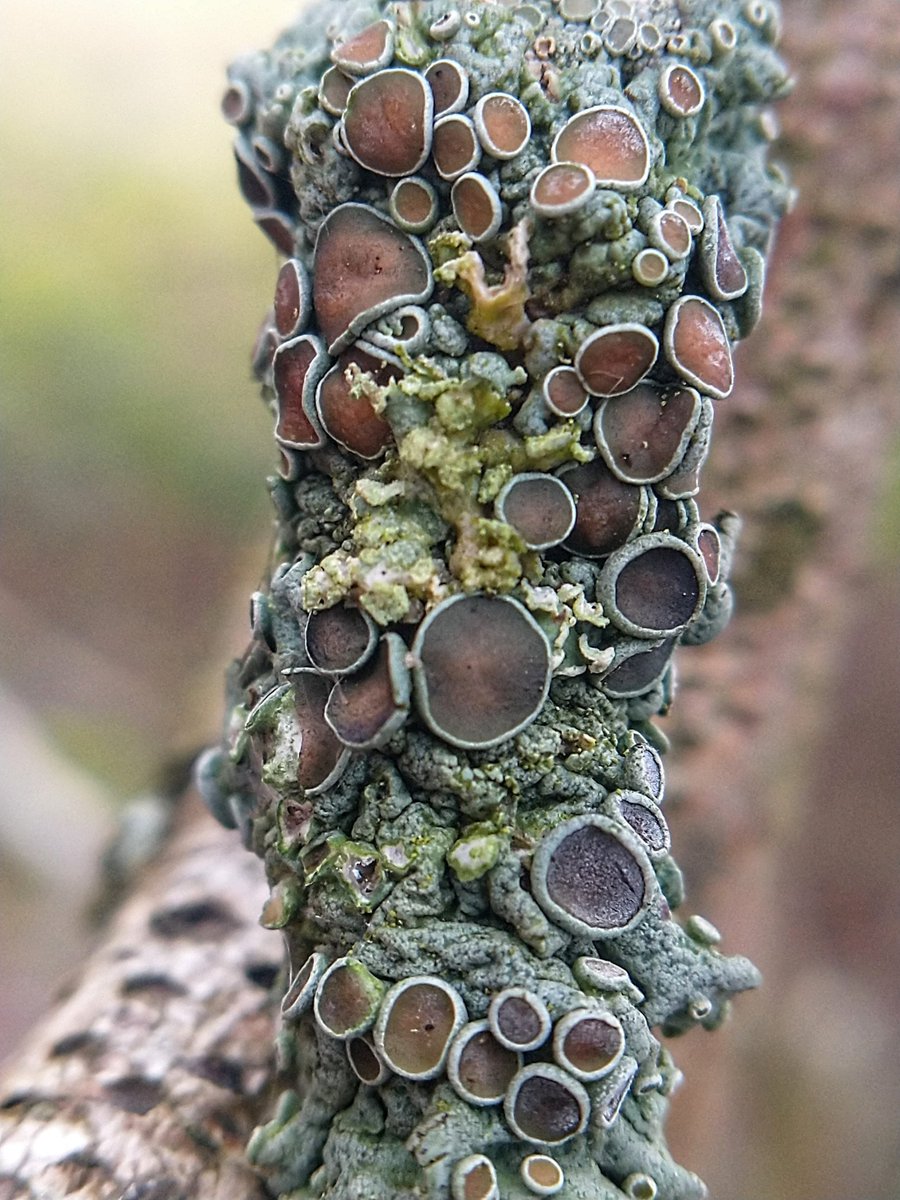 SewellLeigh's tweet image. Whipping one out last minute for #hotsticksaturday 👀😊

#saturdaymorning #macro #lichen #fungi #nature