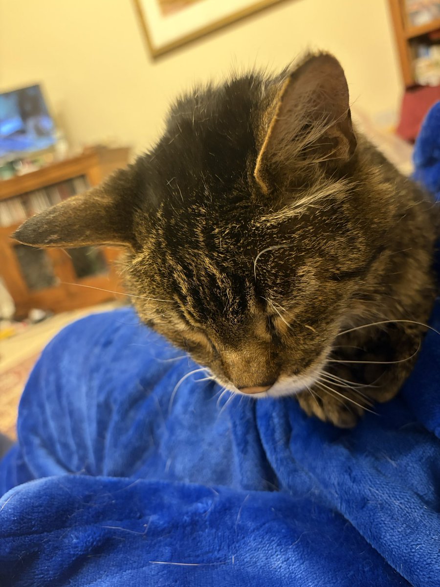 Bencat90866404's tweet image. I’m just dozing on Mam’s lap. 
Goodnight friends, sleep well 💤💤
🐾paw-waves🐾 purrs😽 &amp;amp; hugs🤗 for mews all💕
#CatsOnX #KindnessMatters #BeKindAlways ❤️