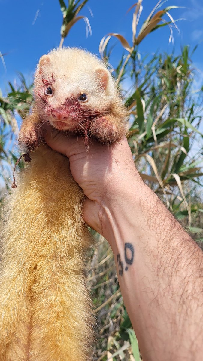 @huronespacus3.0 nos envia esta foto de uno de sus hurones

#huronespacus3 #cazadoresenyoutube #cazamenor #huron