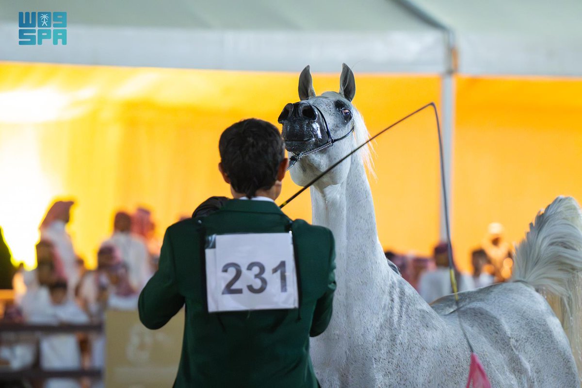 جمال الخيل العربية في بطولة القصيم 2026.
#واس