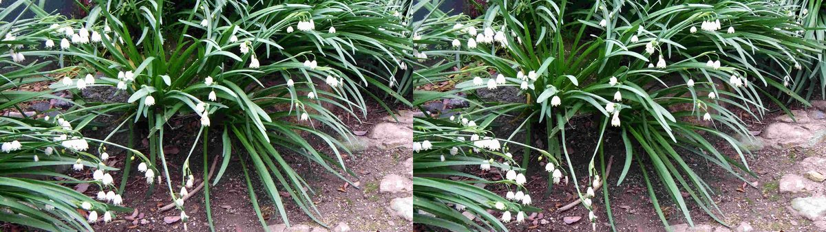 a2Jybqr9n3xzQqi's tweet image. 石光寺のスノードロップ（７）
#3D, #立体視, #石光寺, #スノードロップ, #立体写真,
#ステレオ写真, #stereoscopic