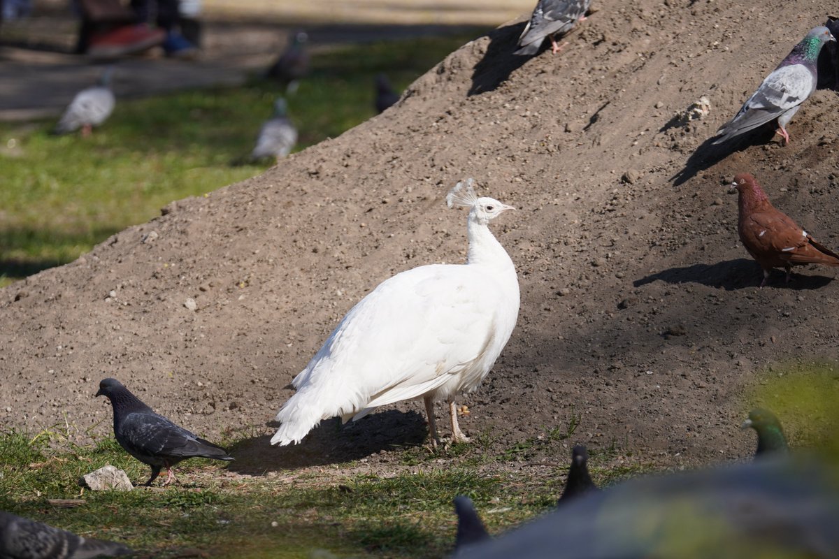 Biały paw w Łazienkach :-)