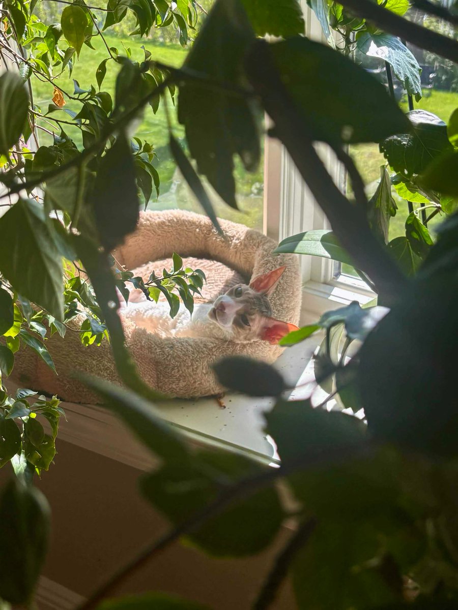 sol (˶ᵔ ᵕ ᵔ˶) tweet media