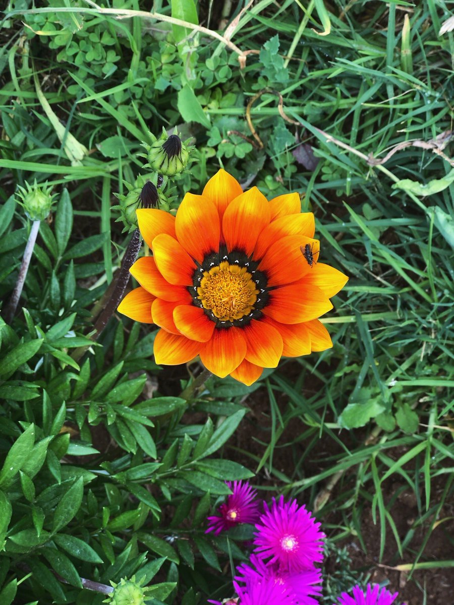 hasnae_eeee's tweet image. made myself some new wallpapers
#photography #flowers #aesthetic