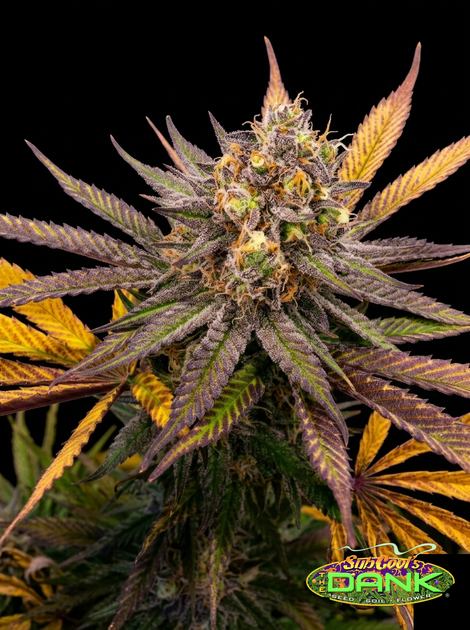 DC Seed Exchange tweet media
