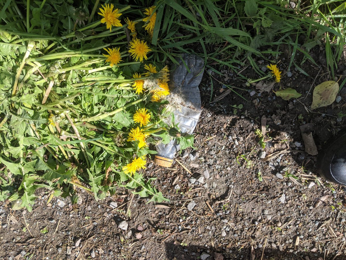 EricTorrington's tweet image. Flattened #plasticbottles along country lanes today. Thrown from vehicles &amp;amp; driven over repeatedly. Must be hundreds of thousands of these things across the UK? #plasticpollution #singleuseplastic