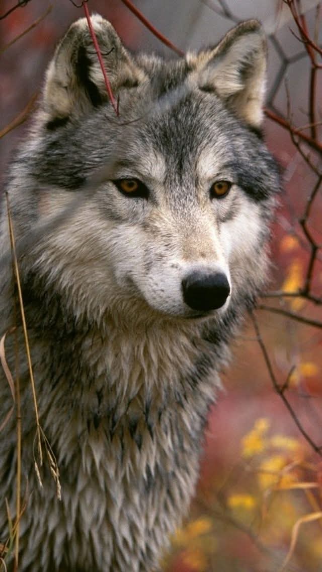 I need 999 Hi from my active fans💖🤚