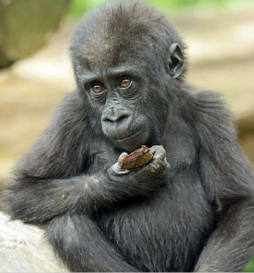 Tiny Gorilla tweet media