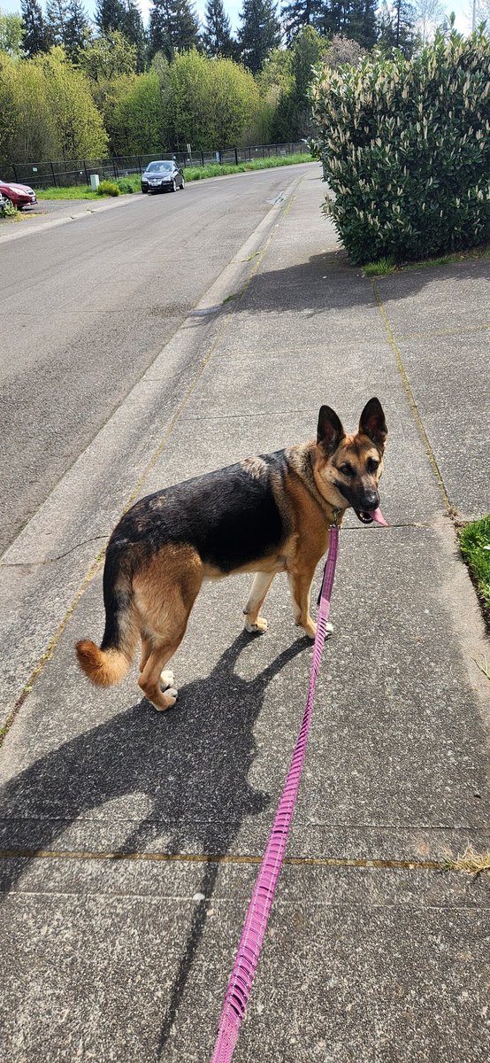 JonnyV983's tweet photo. Not sure if I shared this with you but after I drop off my daughter at school and walk our dog, I've been walking the neighbors dog cause shes unable to handle her. Say hello to Bailey! https://t.co/lkhYAt3jtb